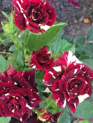 Роза Rosa Abracadabra в 3л