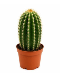 Кактус Cactus Big Fenglong d09-20см 1