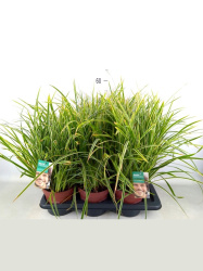 Carex Morrowii 'ice Dance' 17-35