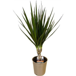 Драцена Drac Marginata 15cm Stem 11-40