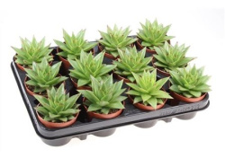 Эхеверия Echeveria Ebony 9-15