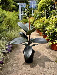 Фикус Ficus El d1130см (М)