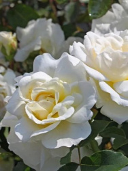 Роза Rosa KOSMOS