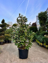 Камелия CAMELLIA JAPONICA 45л 100-125см