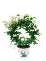 Жасмин Jasminum Polyanthum Wit d14-30см