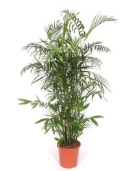Chamaedorea Seifrizii 23-180