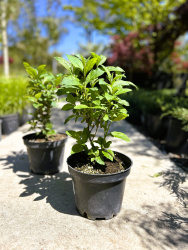 Будлея Buddleja d19 (М)