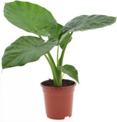Алоказия Alocasia MACRORHIZA 19-70