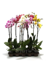 Фаленопсис Phalenopsis 1pp А2 mix d12-75см
