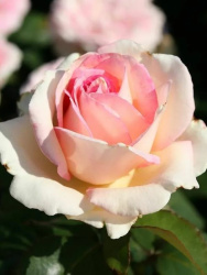 Роза Rosa Souvenir de Baden-Baden