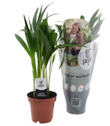 Дипсис Dypsis Lutescens 12-45