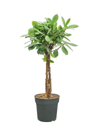 Фикус Ficus Cyathistipula Twisted Stem d24-115см