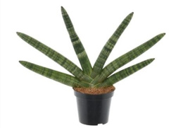 Сансевьера Sansevieria Skylint 12-30