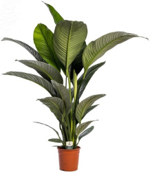Спатифиллум Spath Sensation d24-145см