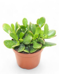 Crassula Ovata 12-15