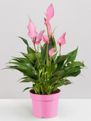 Антуриум Anthurium Lilli d14-35см