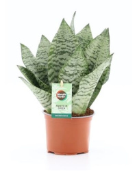 Sansevieria Black Coral 12-35