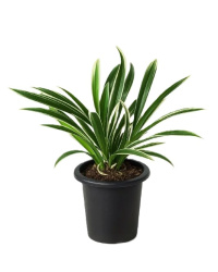 Цимбидиум Cymbidium d10-20см