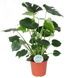 Монстера Monstera Deliciosa 21-80