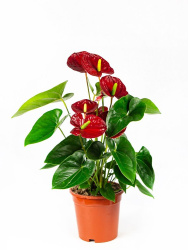 Антуриум Anthurium Aloha Red d12-40см
