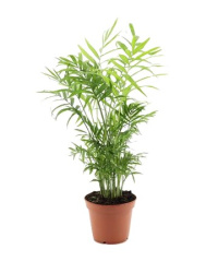 Chamaedorea Elegans 14-55