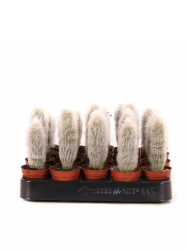 Аустроцефалоцереус Austrocephalocereus Dybowskii d5,5-8см дж