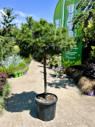 Сосна PINUS AUSTRICA BREPO 35л 12 штамб