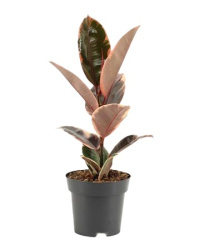 Ficus El Belize 17-60-1