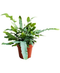 Флебодиум Phlebodium Aureum Blue Star d12-30см