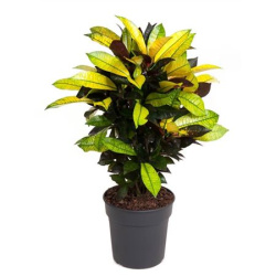 Кротон Codiaeum Mrs Iceton Branched 21-70