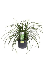 Carex Morrowii ice Dance
