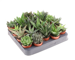 Aloe   ...mix 5.5-10