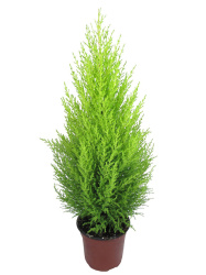 Кипарис Купрессус Cupressus goldcrest Wilma 14-60
