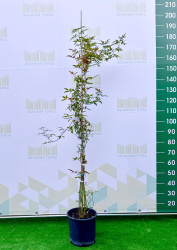 7260 роза