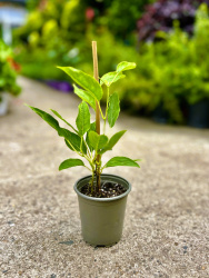 Киви Actinidia Arguta Issai d925см