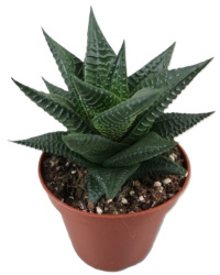 Haworthia Limifolia 8-10-1