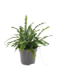 Нефролепис Nephrolepis Duffii d12-30см