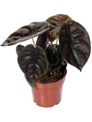 Алоказия Alocasia Cuprea Red Secret d12-35см