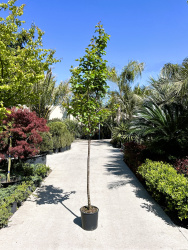 Абрикос PRUNUS ARMENIACA (ALBICOCCO) 12л
