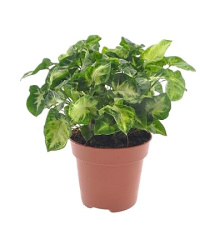 Syngonium Pixie 12-25