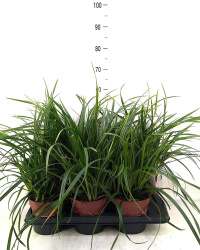 Carex Morrowii 17-35