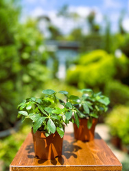 Шеффлера Schefflera Arb. Luseana d0925см