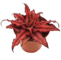Cryptanthus Red Star 6-10