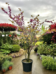 Церцис CERCIS SILIQASTRUM 55л 250-300см
