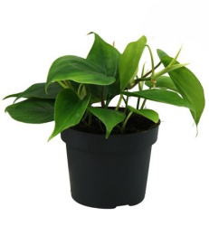 Philodendron Scandens 12-20