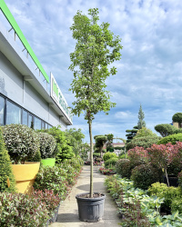 IMG_2406