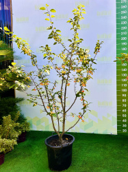 Яблоня Malus Red Sentinel 200см (Г)