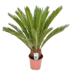 Саговник Cycas Revoluta d19-65см