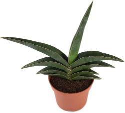 Sansevieria Robusta d12-40