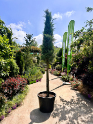 Кипарис CUPRESSUS ARIZONICA FASTIGIATA 55л 12 штамб 200см (нг)